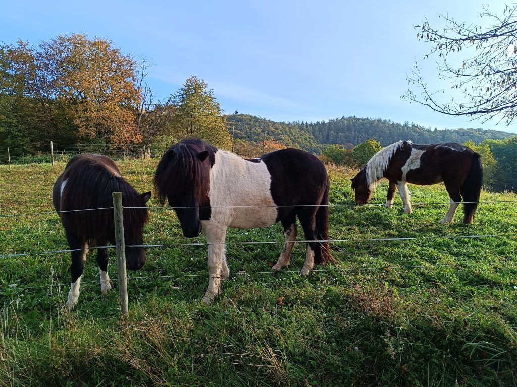 Direkt hinter dem Haus befinden sich drei wunderschöne, gesunde und gepflegte Ponys. Bitte nicht füttern, da sie spezielles Futter erhalten und nichts Anderes vertragen.